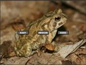 ������ ���� �����