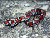 ������� ������ ���� - �����