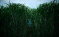  In the Tall Grass -   