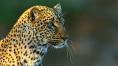  , The Leopardess