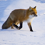 Discovery Channel ���������� �������� �������� � ���������� �� ����� ����� �������� �� 12 ���