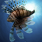 �������������� ����� ���� ���� �� Viasat Nature