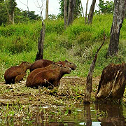 Animal Planet ������� ����������� ���� �� ��������