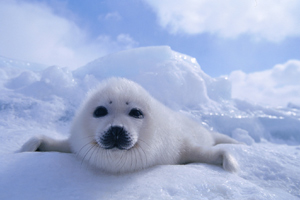 ����������� ��������� ������� �������� �� ����� ����� �� �� ������ �� Animal Planet �� 25-�� �����. 