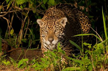 ���������� ���� ���� �� National Geographic Channel