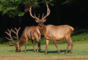 ������ ������� / ��������