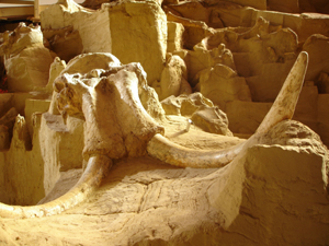 �������������� ���� ��������: ��������� �� �������� ����� ��� ����� �������� �� 8 ���, ������, �� 21:00 ���� �� National Geographic Channel.