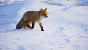 �� 12 ��� �� 22:00 ���� ������� ��������� ���� �������� �� 7 ����� ������� �������.