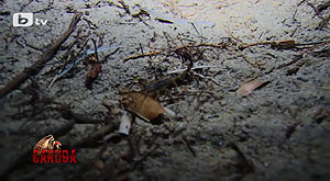 ��������� ������� ����������� � Survivor �������� � ���� ����� �� 21:30 ���� �� bTV