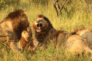 Discovery Channel �������� ��������� �� ���� �� ���-������������� ������ �������� � ��������� �� ���� ����: ���� � �����