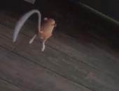 ����������� ��� ������� ���� - ��������