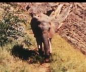 Лов за слонове - Голата плячка