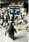 Пингвините на Мистър Попър