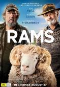 Овцевъди, Rams