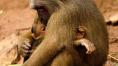    , The Kingdom of the Stump-Tailed Macaques