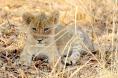 Сезон на големите котки, Big Cat Country baby lion