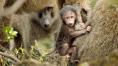 Бабуини - едно наистина диво семейство - Baboons - A Really Wild Family