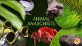  , Animal Anarchists