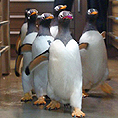 Запознайте се с пингвините