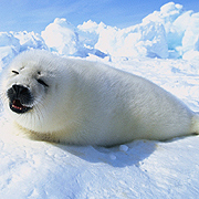 „Дивата Арктика” - премиерно по Animal Planet