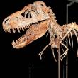 Никълъс Кейдж връща череп на динозавър в Монголия