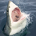 11 предавания за акули стартират по Animal Planet този август през месеца на акулите